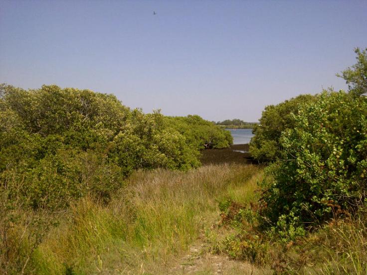 Tea Gardens-20121209-02305