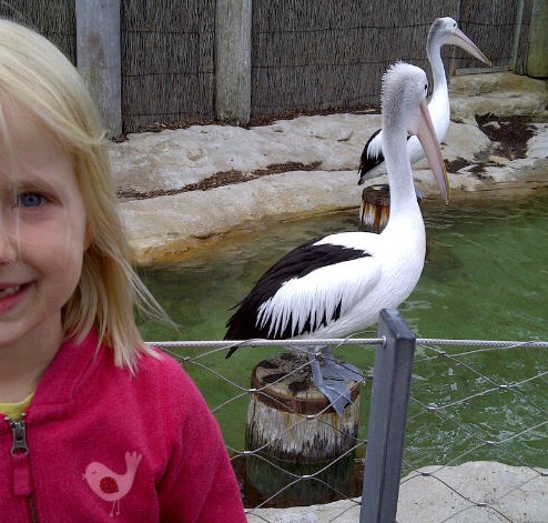 And why shouldn't pelicans be in a zoo?
