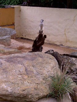 Sydney-20130203-02530