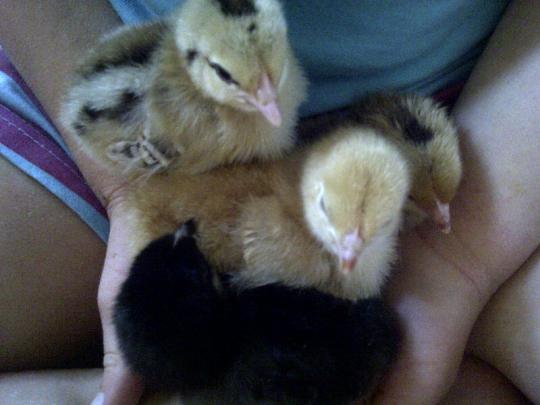 chicks