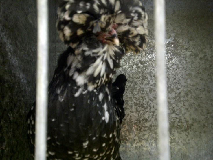 Sydney-20130331-02552