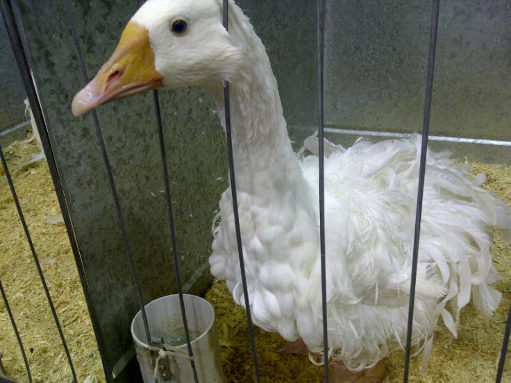 Sydney-20130331-02557