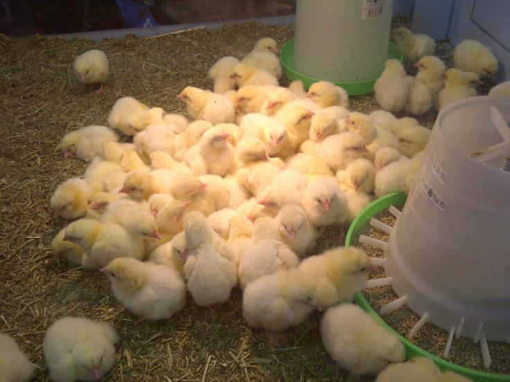 Sydney-20130331-02558