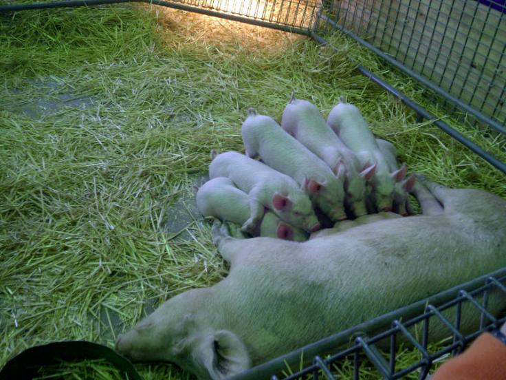 Sydney-20130331-02569