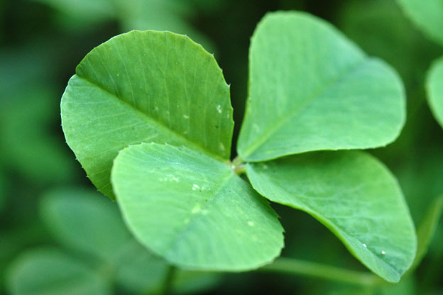 four-leaf-clover