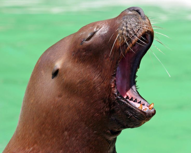Sea_Lion_Yawn