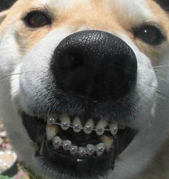 dog_smiling