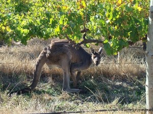 kangaroo-stealing-the-wine-grapes-mission-beach