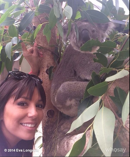eva-longoria-koala