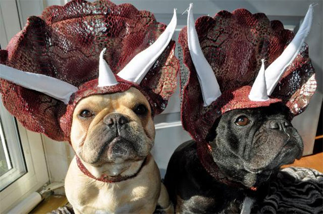 triceratops-dog-hat