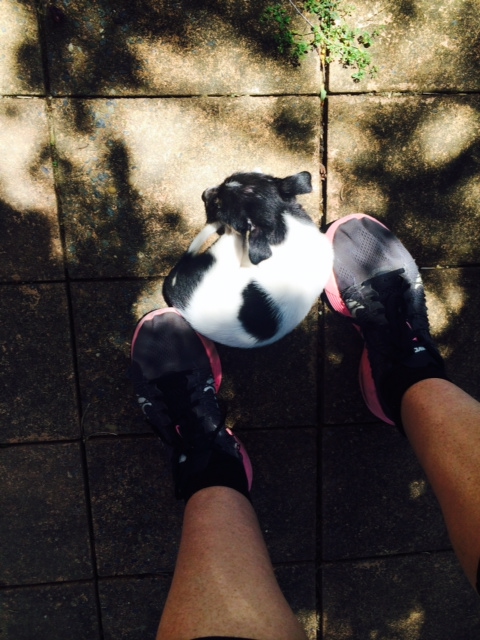 Bilbo Baggins in one of those rare moments he's sleeping between my runners instead of attacking them