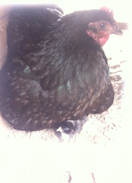 Henny Penny with one of her new chicks - isn't she gorgeous? 
