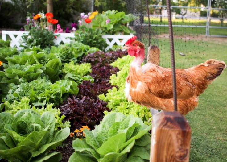 chicken-garden