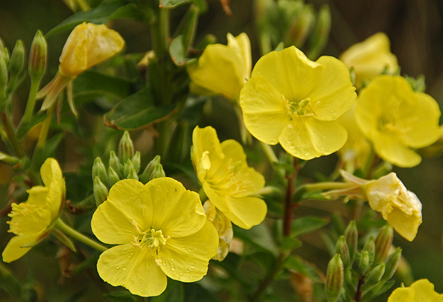 Evening-Primrose