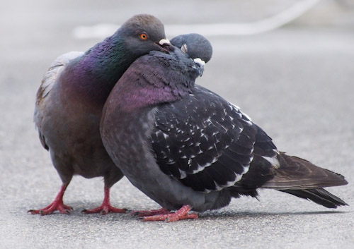PigeonPair