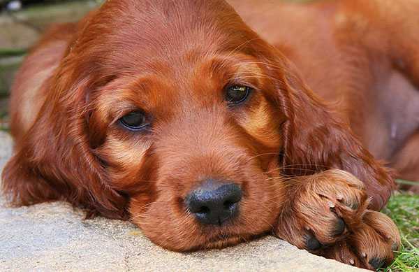 irish-setter-health