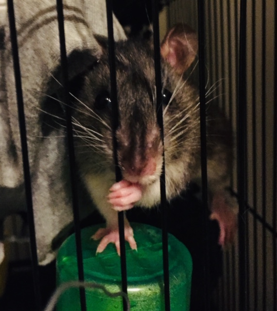 Last Week Tonight Two Rats I can’t forget – housegoeshome